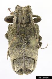  Trachysomus hydaspes ; © E.H. Nearns